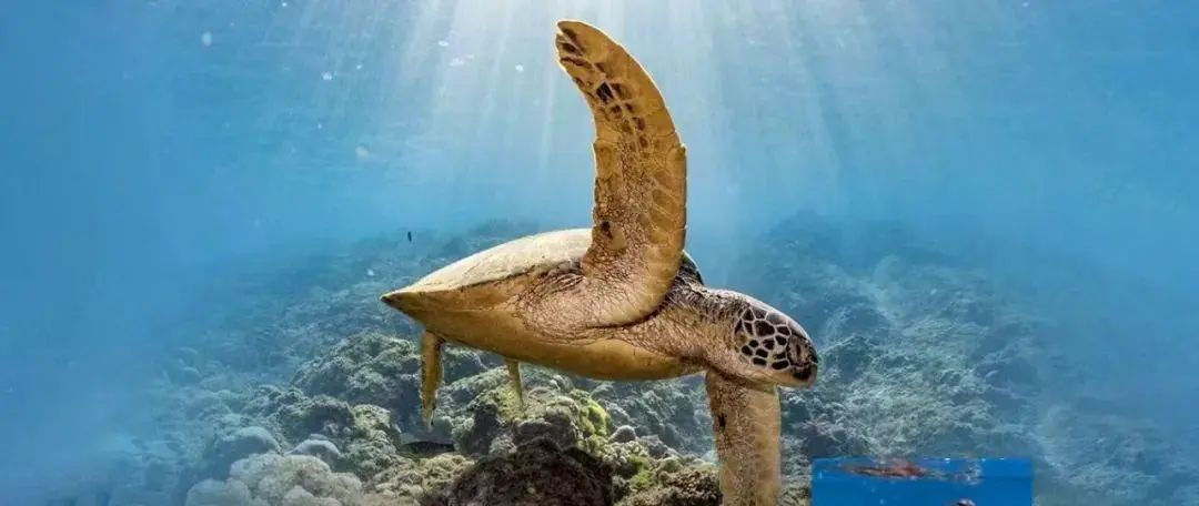 海洋古老生物鲎__古老的守护者