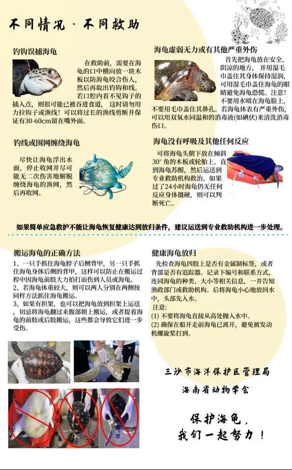 海洋古老生物鲎_古老的守护者_