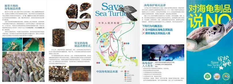 _古老的守护者_海洋古老生物鲎