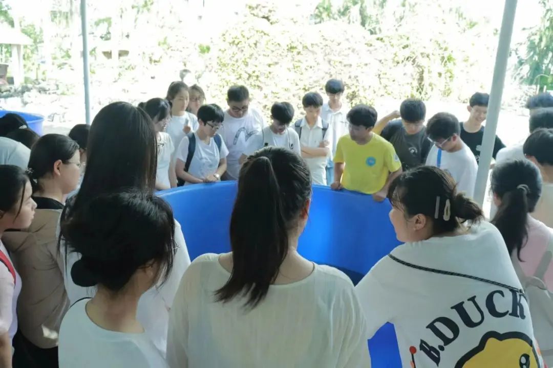 古老的守护者_海洋古老生物鲎_