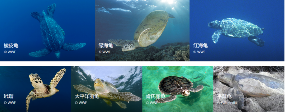 古老的守护者_海洋古老生物鲎_