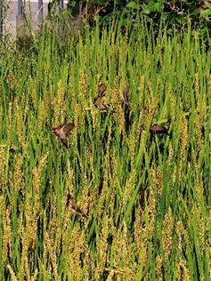 在城市的缝隙中，青年如何参与城市生物多样性保护？（上）_在城市的缝隙中，青年如何参与城市生物多样性保护？（上）_