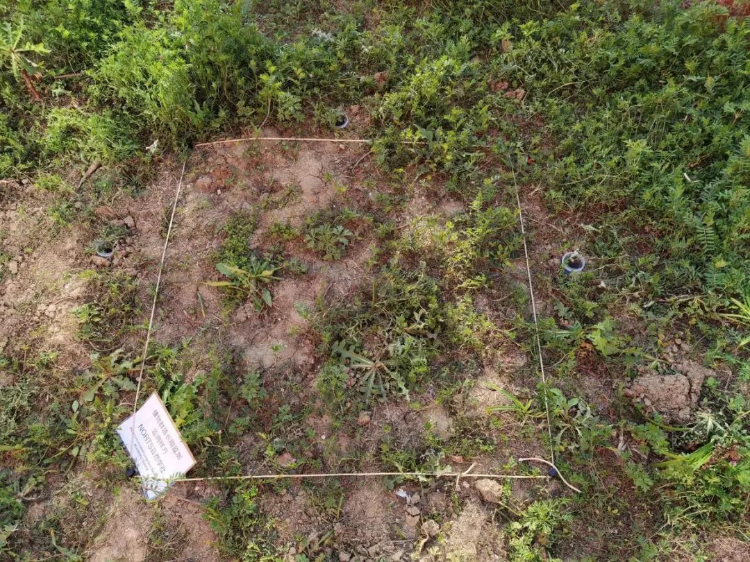 在城市的缝隙中，青年如何参与城市生物多样性保护？（上）__在城市的缝隙中，青年如何参与城市生物多样性保护？（上）