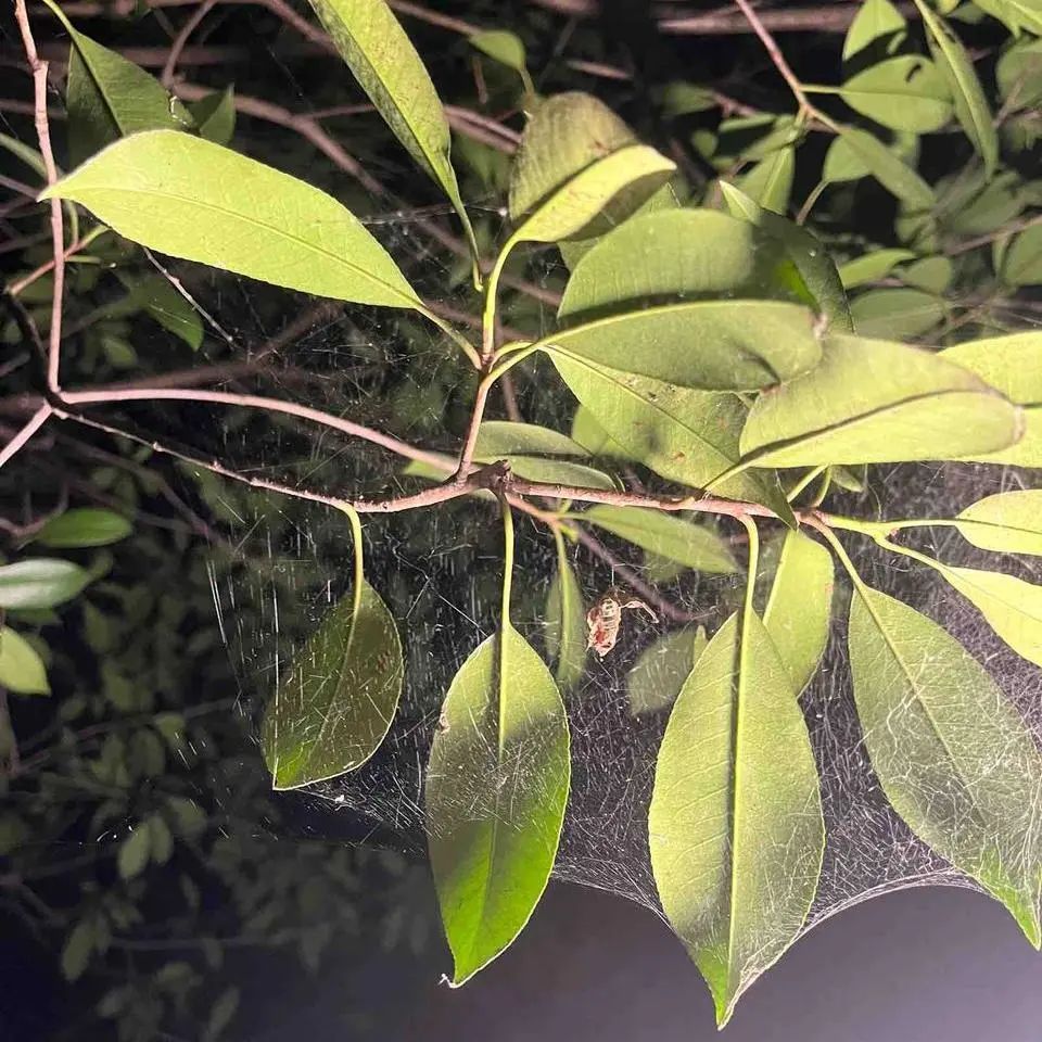 城市生物多样性保护的未来力量｜涓流行动2025青年环保公益精英营回顾_城市生物多样性保护的未来力量｜涓流行动2025青年环保公益精英营回顾_