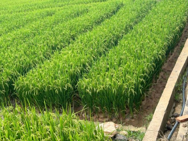 水稻能在干旱的地区种植吗__水稻可以干种吗