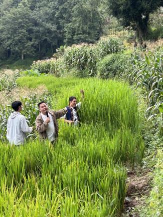 水稻可以干种吗_水稻能在干旱的地区种植吗_