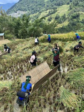 水稻可以干种吗__水稻能在干旱的地区种植吗