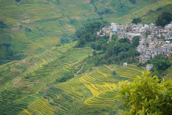 水稻能在干旱的地区种植吗_水稻可以干种吗_