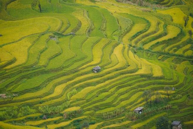 水稻能在干旱的地区种植吗__水稻可以干种吗