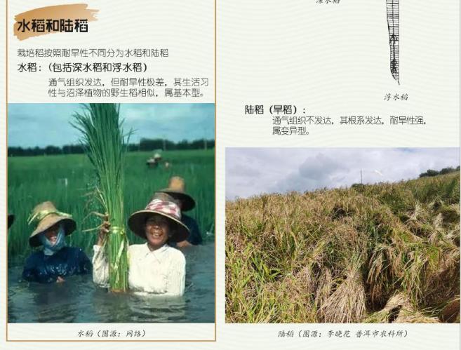 水稻能在干旱的地区种植吗__水稻可以干种吗