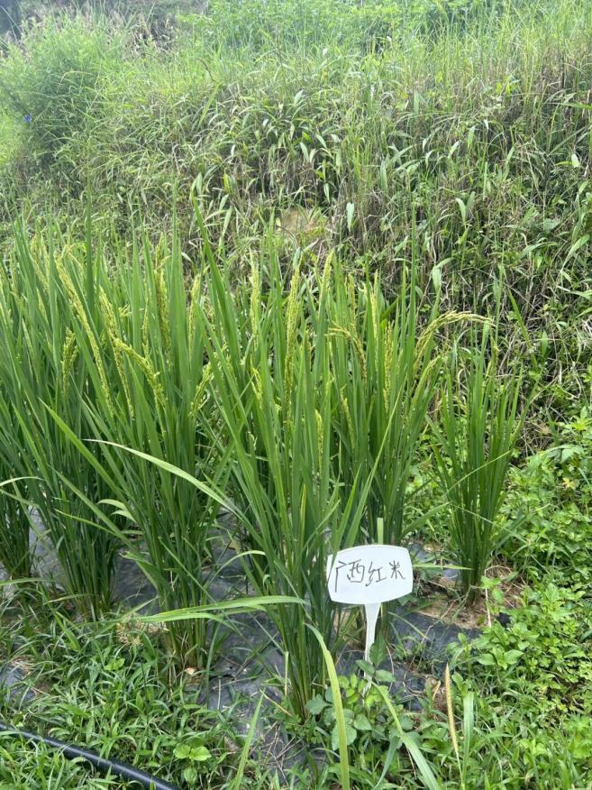 水稻能在干旱的地区种植吗_水稻可以干种吗_