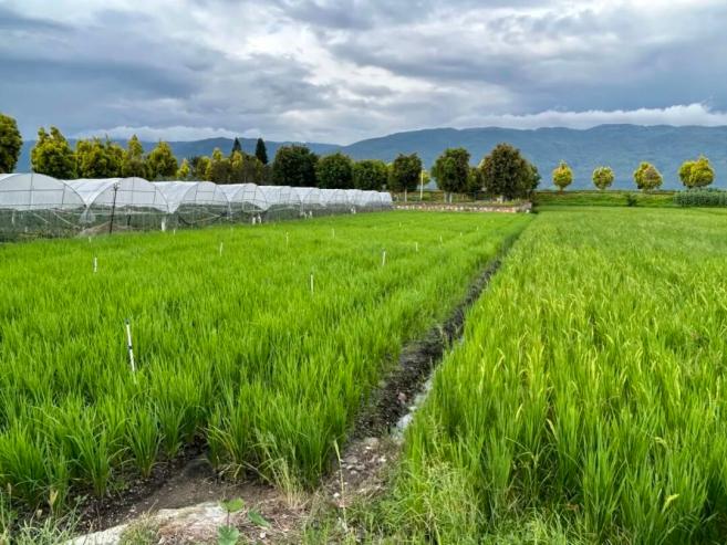 _水稻可以干种吗_水稻能在干旱的地区种植吗