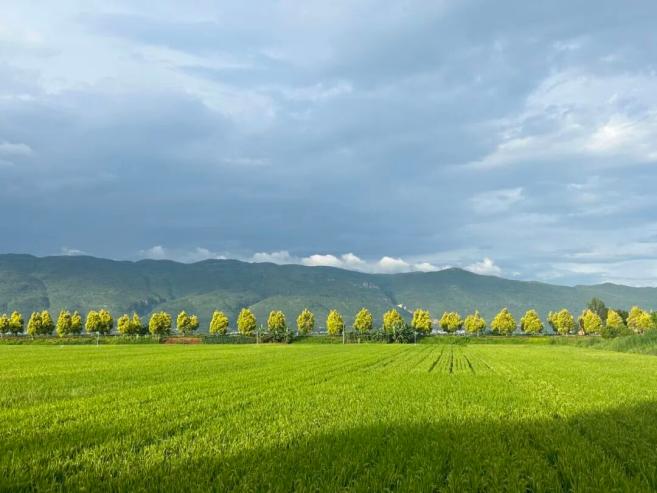 水稻可以干种吗_水稻能在干旱的地区种植吗_