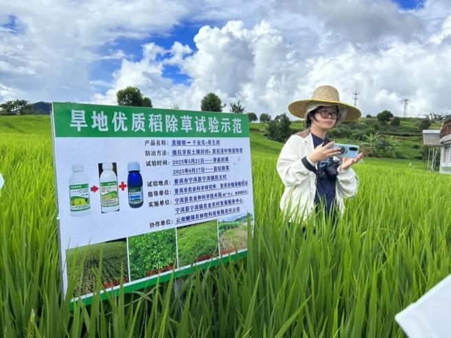 水稻可以干种吗__水稻能在干旱的地区种植吗