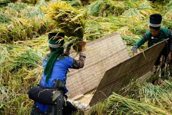 _水稻可以干种吗_水稻能在干旱的地区种植吗