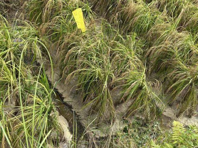 水稻可以干种吗_水稻能在干旱的地区种植吗_