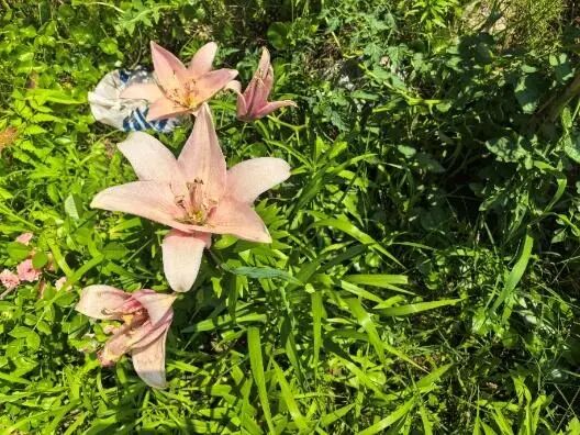 _年轻人有能力去守护自然吗?看看这些苏州大学生的行动答卷_年轻人有能力去守护自然吗?看看这些苏州大学生的行动答卷