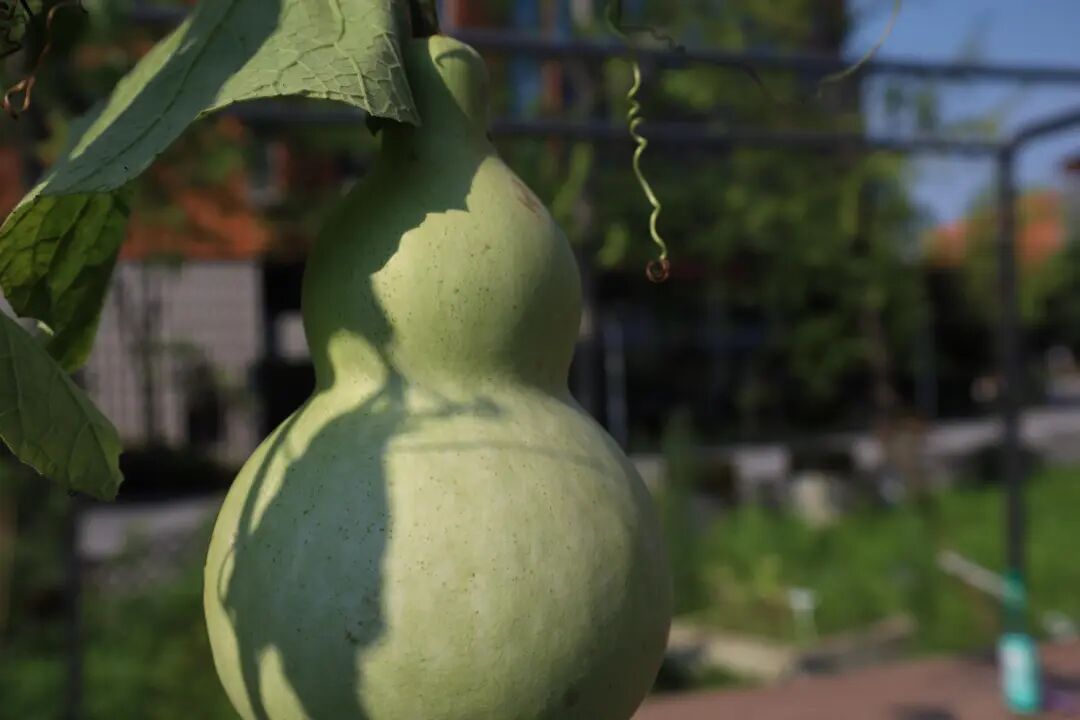 年轻人有能力去守护自然吗?看看这些苏州大学生的行动答卷_年轻人有能力去守护自然吗?看看这些苏州大学生的行动答卷_