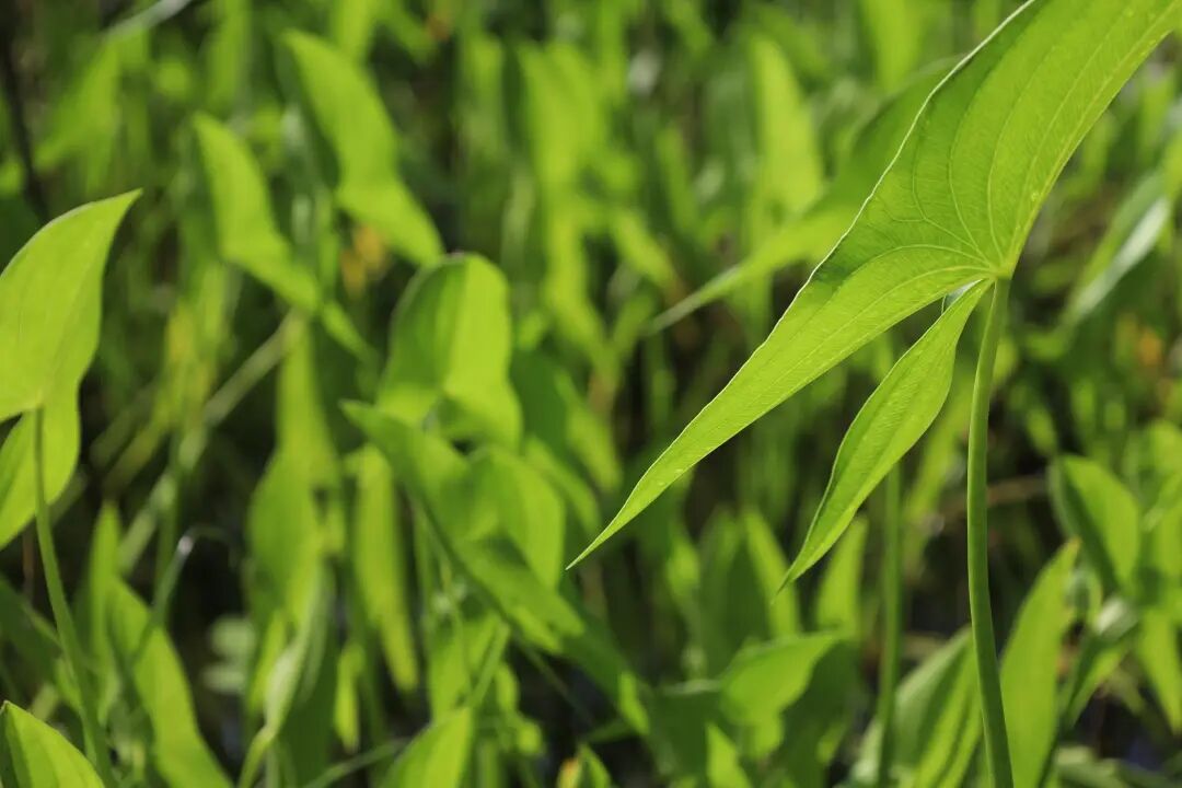 年轻人有能力去守护自然吗?看看这些苏州大学生的行动答卷__年轻人有能力去守护自然吗?看看这些苏州大学生的行动答卷