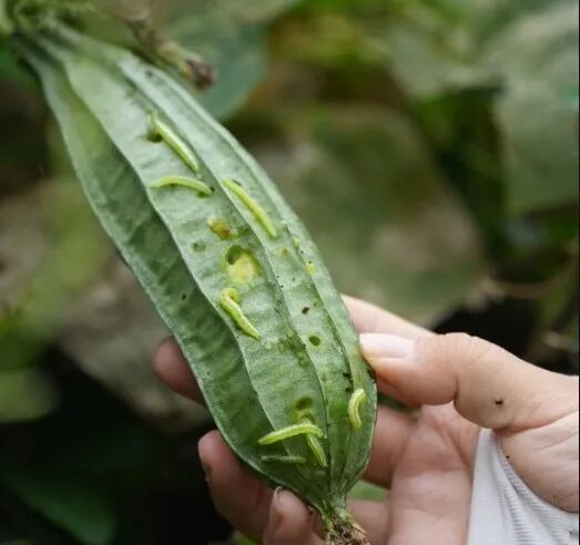 秋分过后我国可能出现的现象__秋分后小河沟夜钓