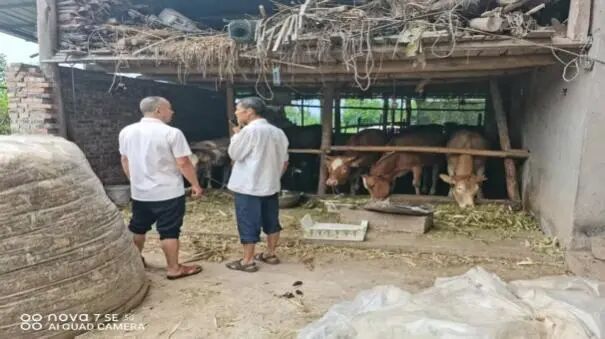 _有感而动｜牛价波动、高温干旱，大山养牛户靠什么守住生计？_有感而动｜牛价波动、高温干旱，大山养牛户靠什么守住生计？