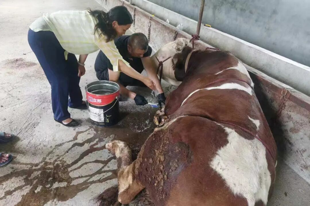 有感而动｜牛价波动、高温干旱，大山养牛户靠什么守住生计？__有感而动｜牛价波动、高温干旱，大山养牛户靠什么守住生计？