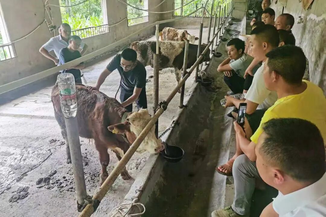 有感而动｜牛价波动、高温干旱，大山养牛户靠什么守住生计？_有感而动｜牛价波动、高温干旱，大山养牛户靠什么守住生计？_