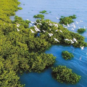 MCF滨海湿地保育